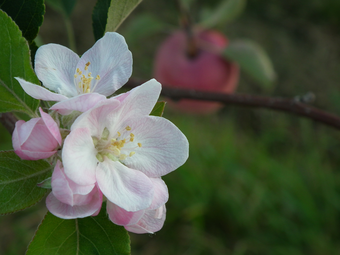 Die Apfelblüte im Herbst