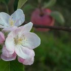 Die Apfelblüte im Herbst