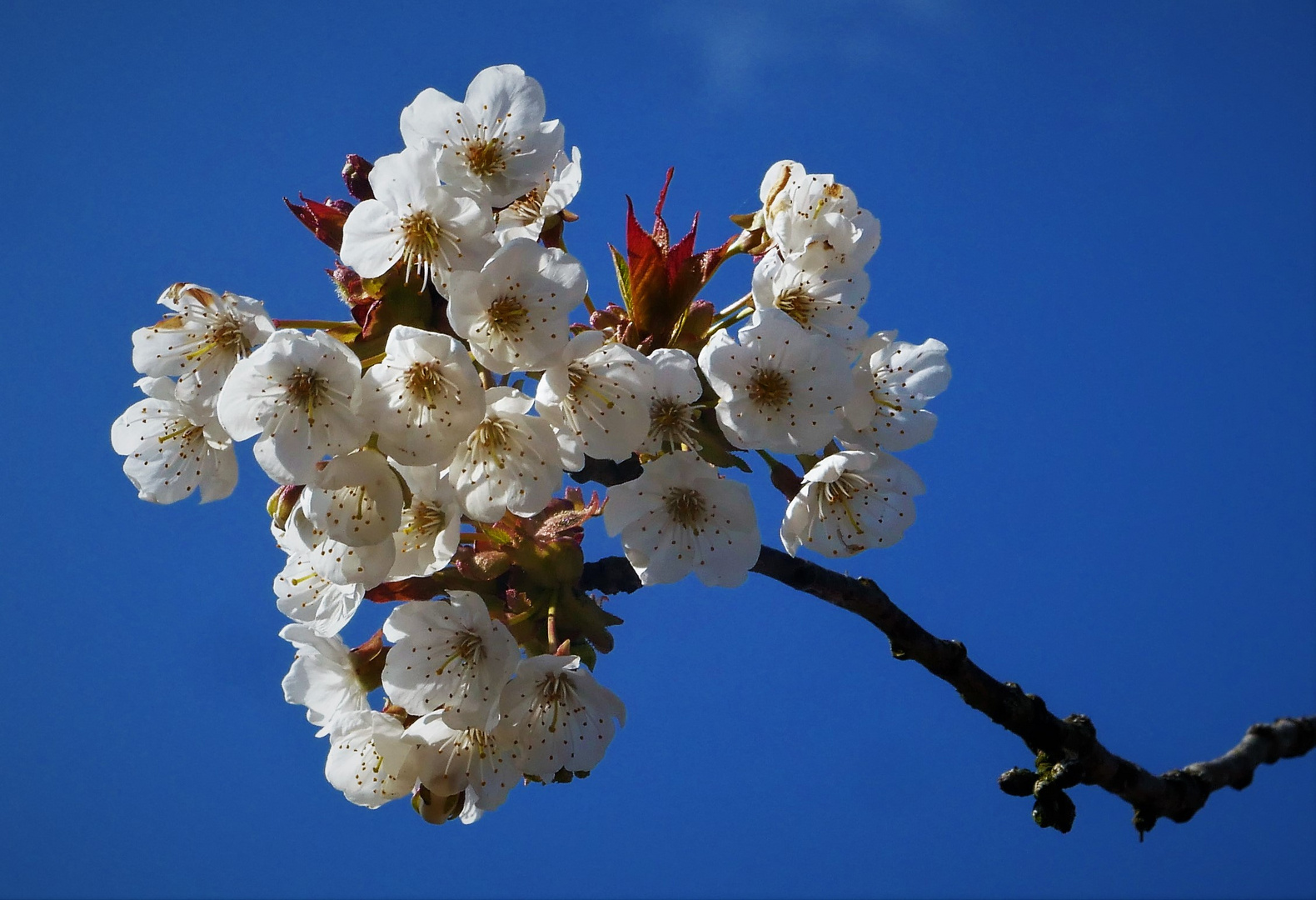 Die Apfelblüte in den Rieselfeldern im Frühjahr 2021