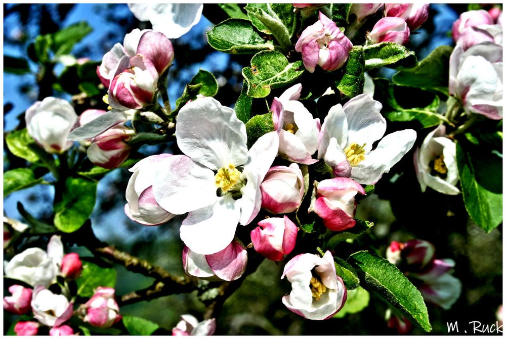 Die Apfelblüte ist im vollen Gange ! Foto & Bild | pflanzen, pilze ...