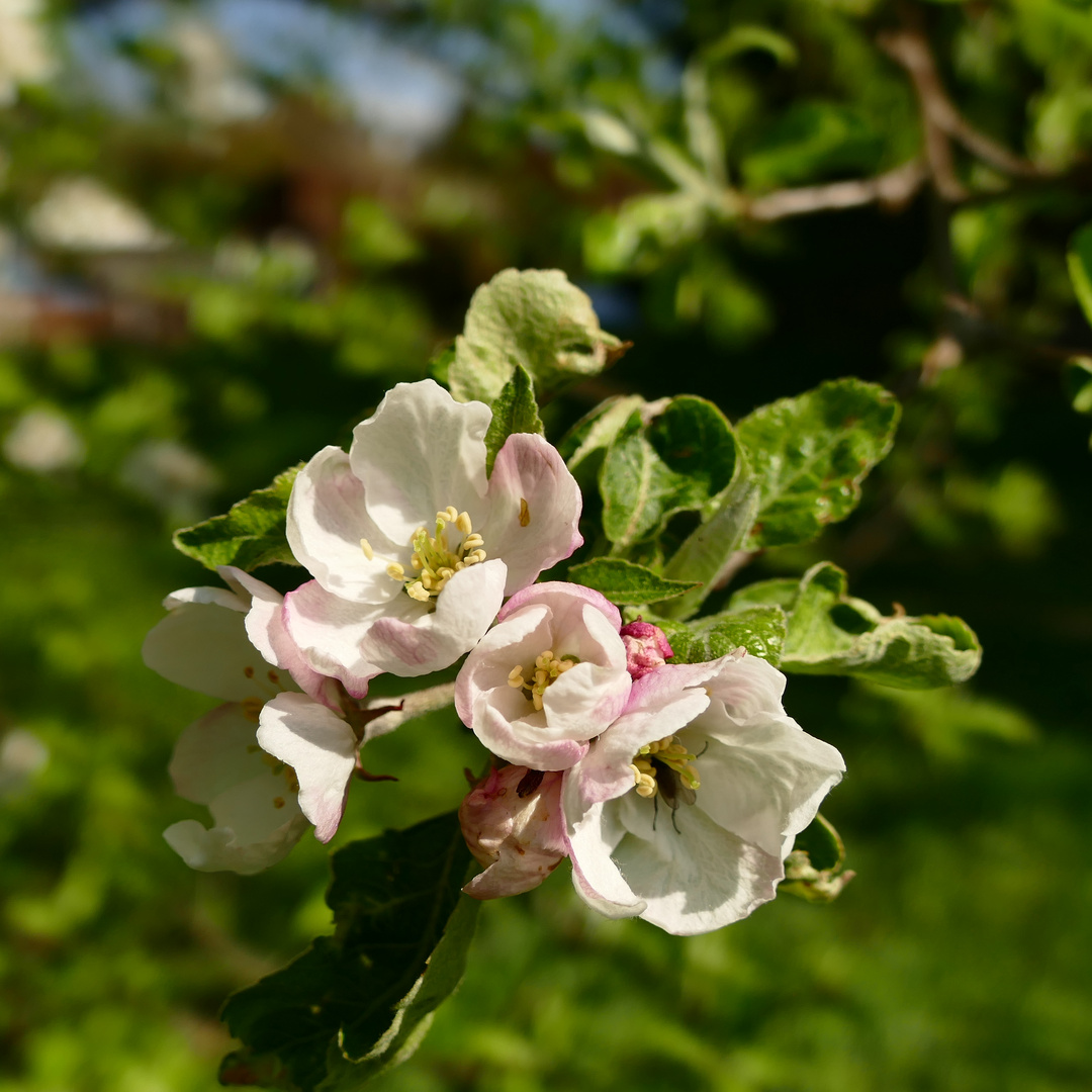 Die Apfelblüte mit einem Besucher