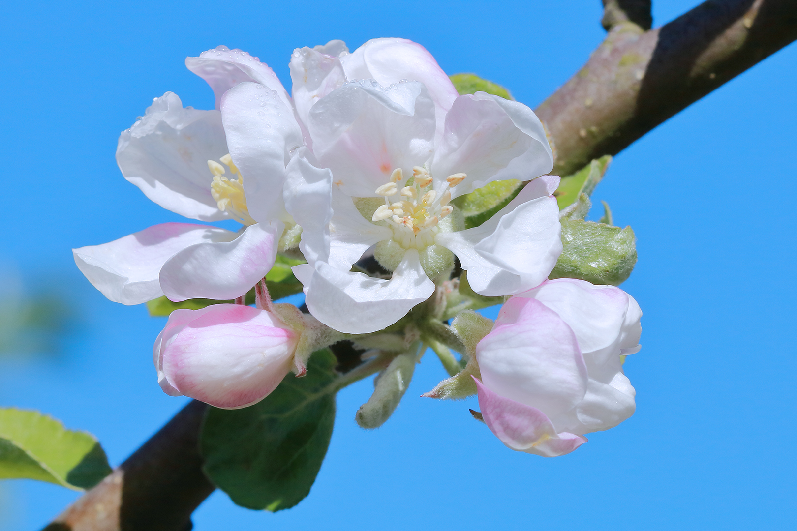 Die Apfelblüte nach einer frostigen Nacht