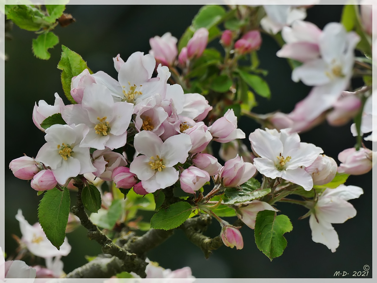 Die Apfelblüten ...