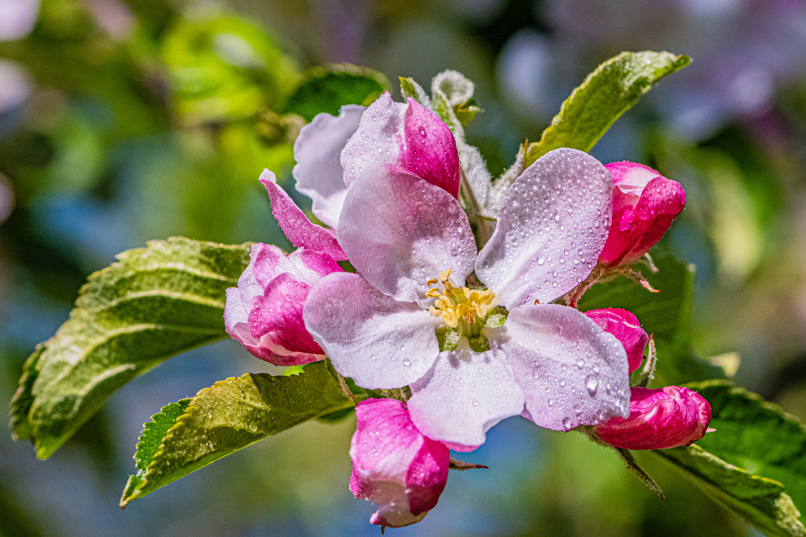 die Apfelblüten.