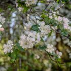 Die Apfelblüten in diesem Jahr