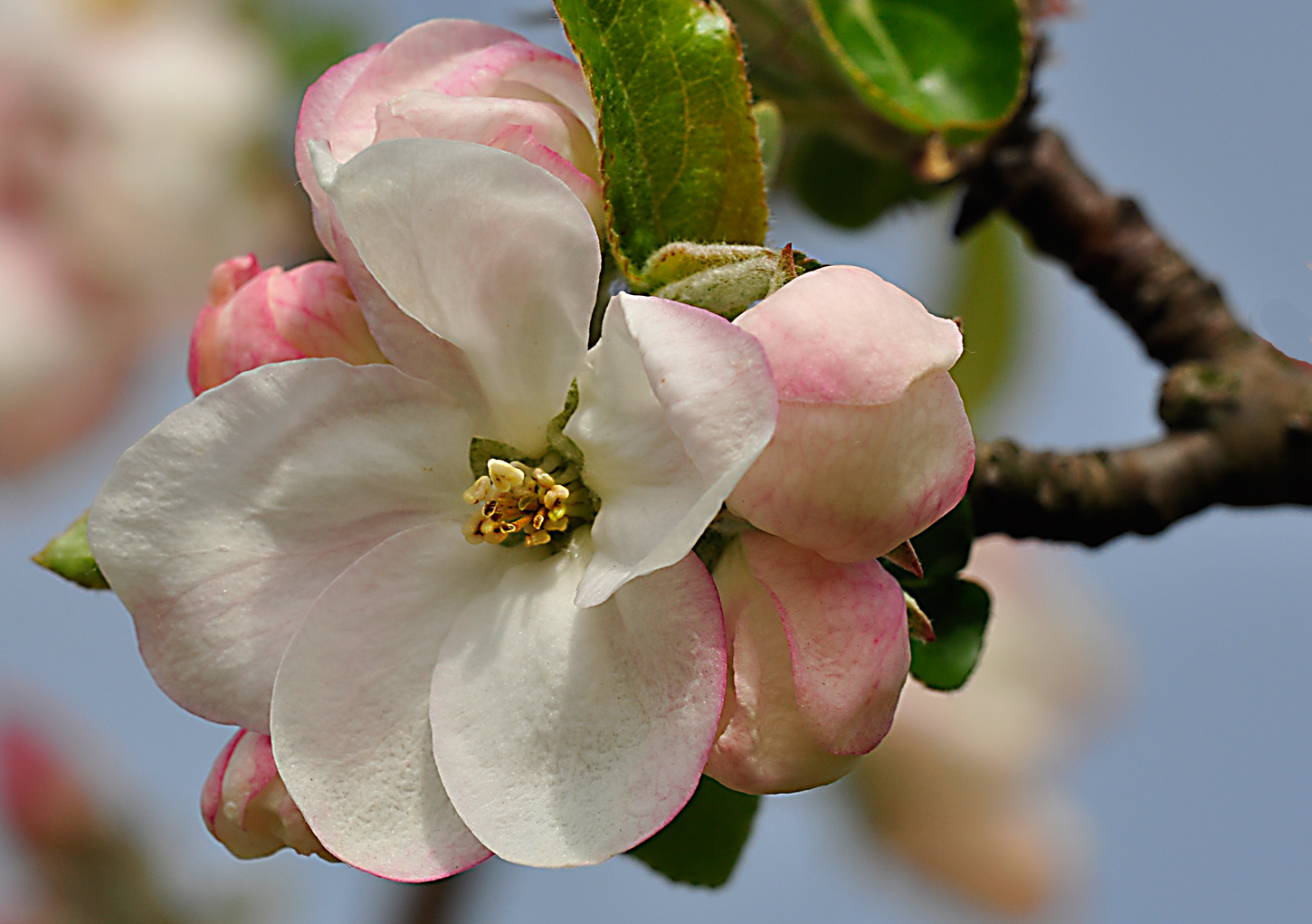 die Apfelblüten sind erblüht