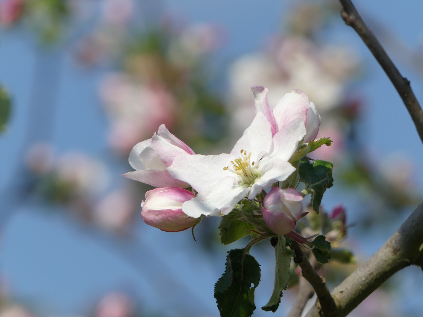 Die Apfelblüten sollen keinen Frost