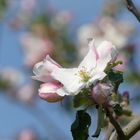 Die Apfelblüten sollen keinen Frost