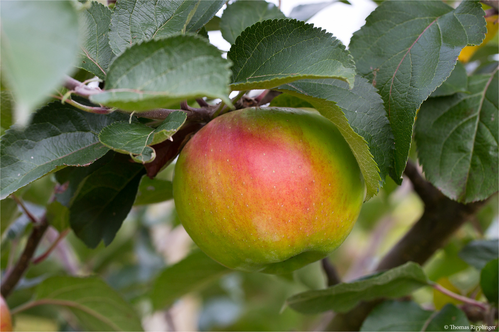 Die Apfelsorte Bramley.