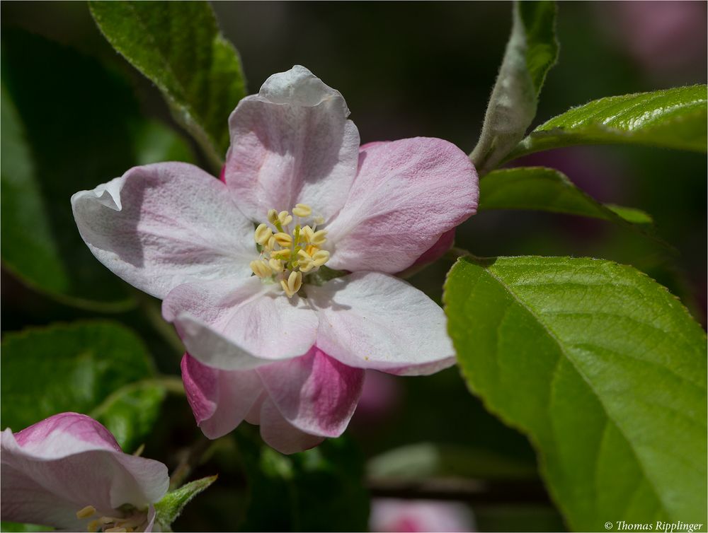 Die Apfelsorte Florina.