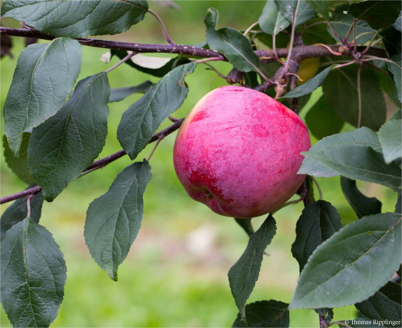 Die Apfelsorte Jamba Foto Bild Pflanzen Pilze Flechten Baume Obstbaume Bilder Auf Fotocommunity