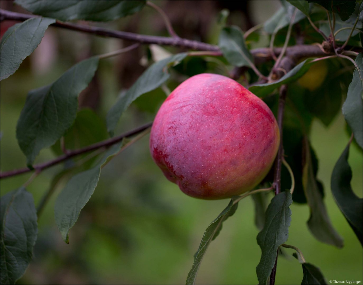 Die Apfelsorte Jamba.