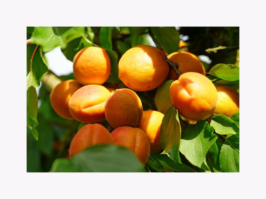 Die Aprikosen sind reif