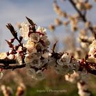 Die Aprikosenbäume in voller Blüte