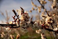 Die Aprikosenbäume in voller Blüte