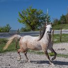 Die Araberstute 'Giulietta' zeigt mir wieder einmal ihr Temperament