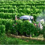 die Arbeit im Weinberg