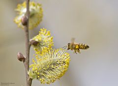  Die Arbeiterin