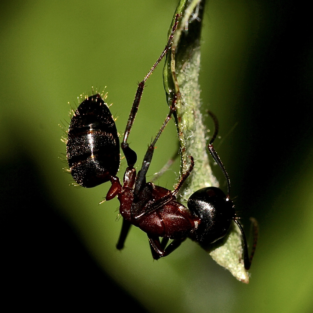 Die Arbeiterin der Braunschwarzen Roßameise (Camponotus ligniperda) ...