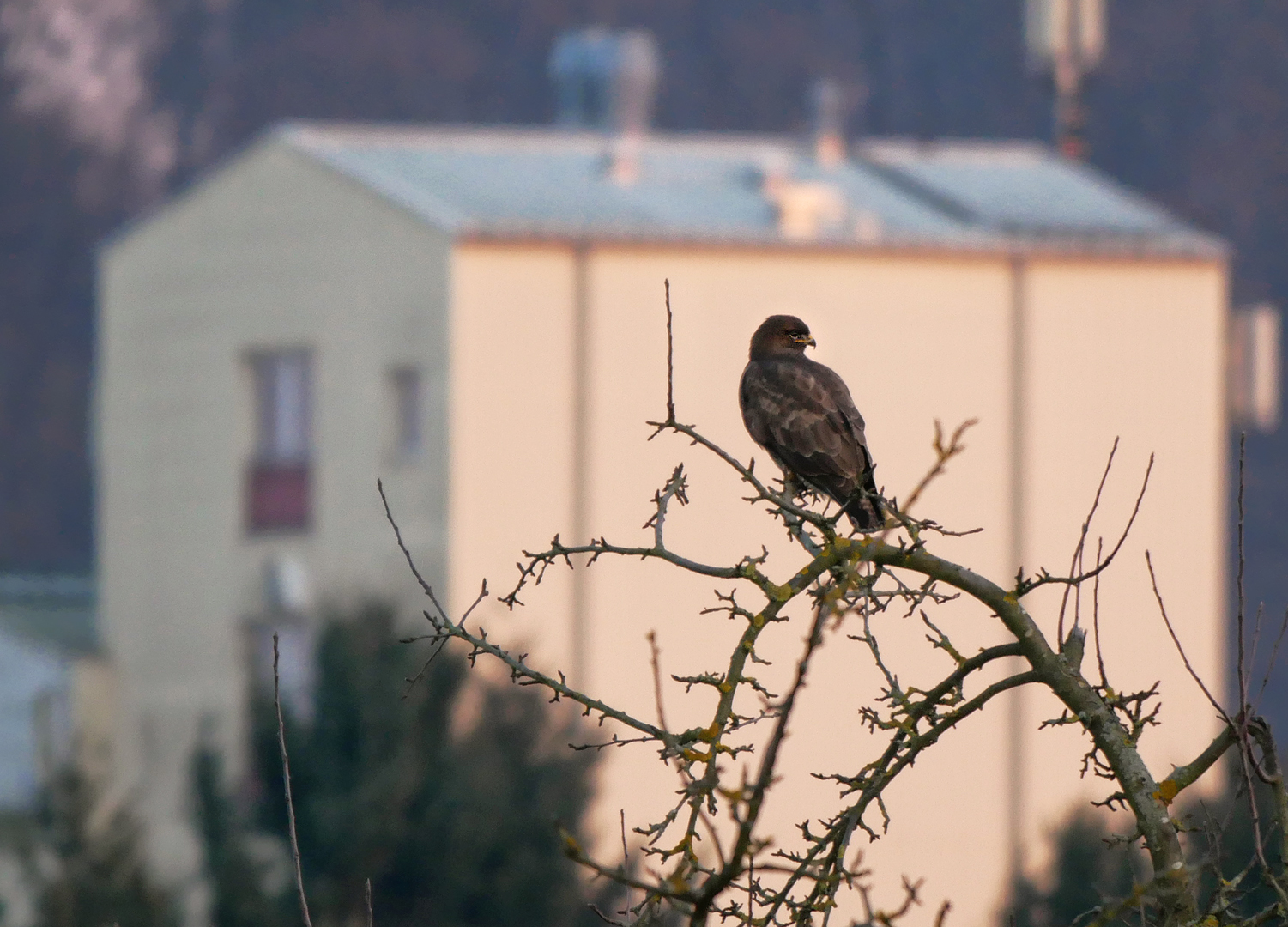 Die Architektur der Natur