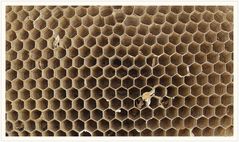 Die Architektur eines Wespen-Nestes.Ein Meisterwerk der Natur.