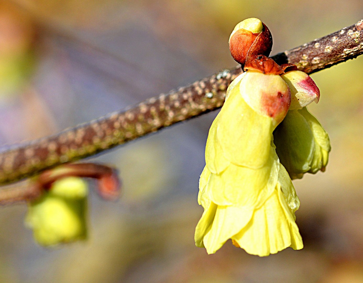 Die Armblütige Blumenhasel (Corylopsis pauciflora)