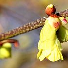 Die Armblütige Blumenhasel (Corylopsis pauciflora)
