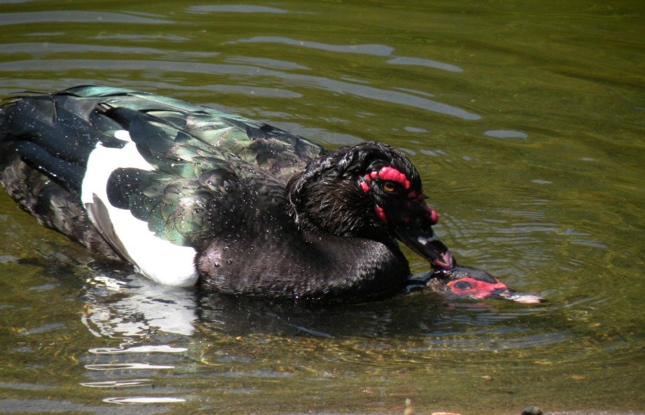die arme Ente !!!!!!!!!!!!!!! Foto &amp; Bild tiere, wildlife, wildlife
