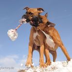 die "armen" albernen Hunde