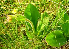 Die Arnika (Arnica montana)