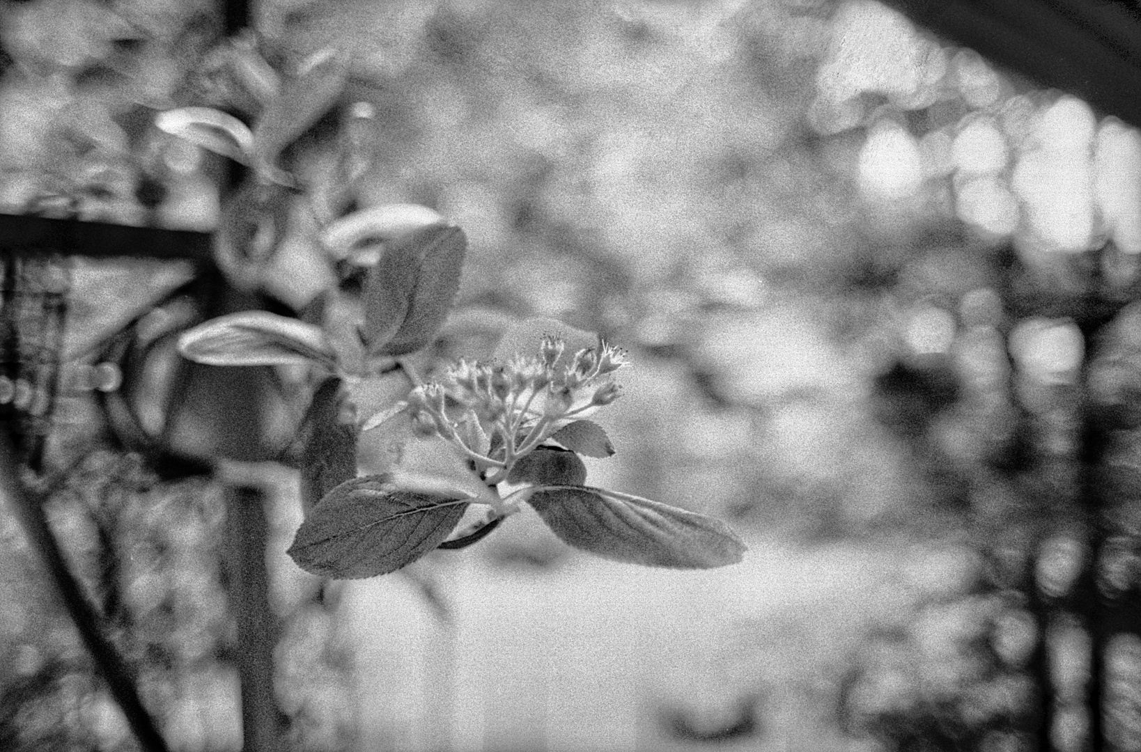 Die Aronie und das Bokeh