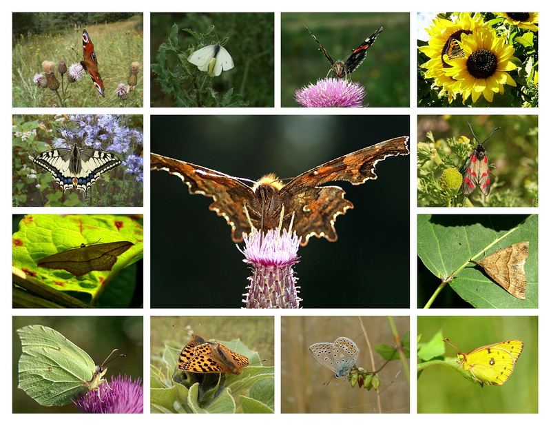 Die Artenvielfalt unserer Wiesen - Teil 3
