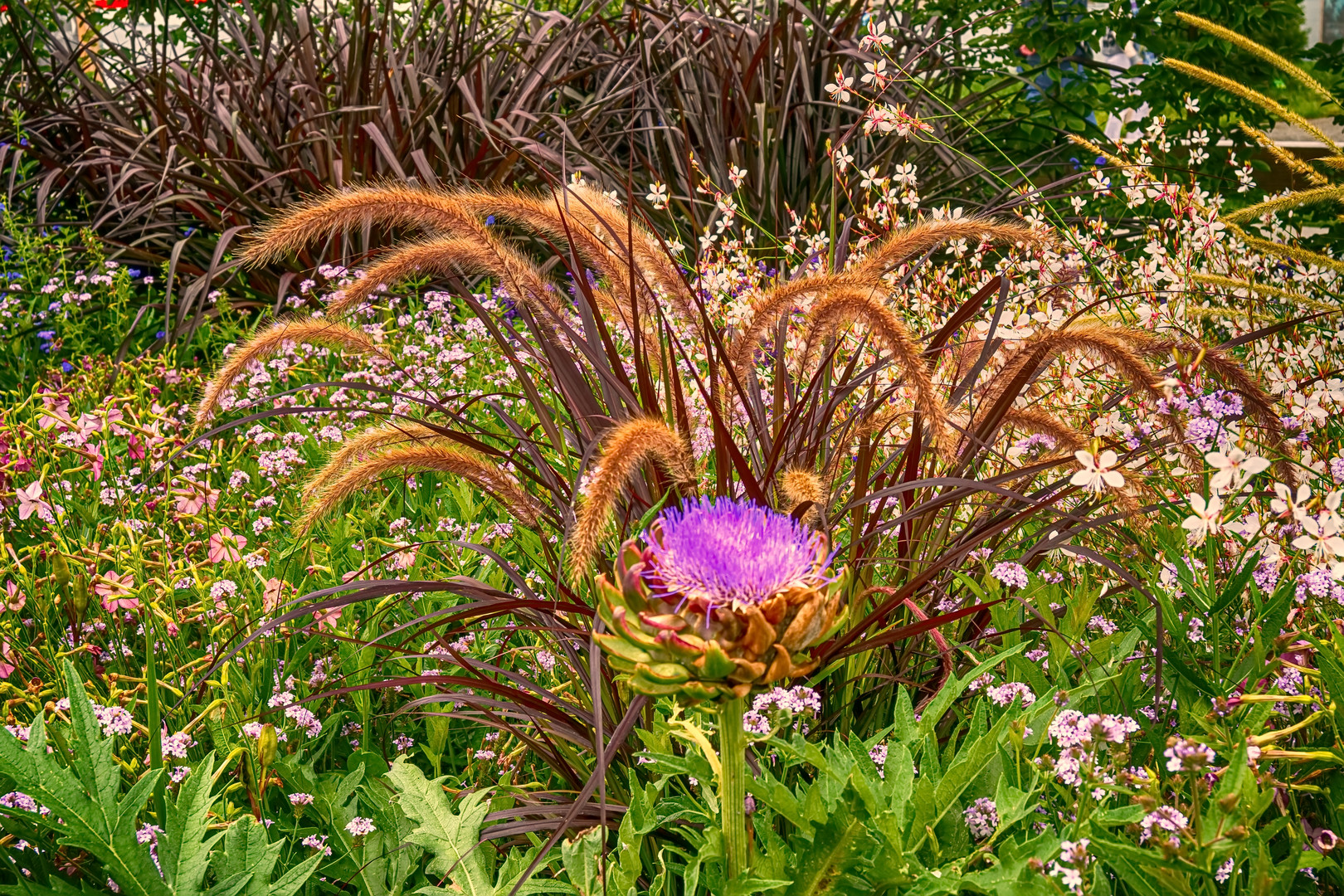 Die Artichoke (DSC_0001)