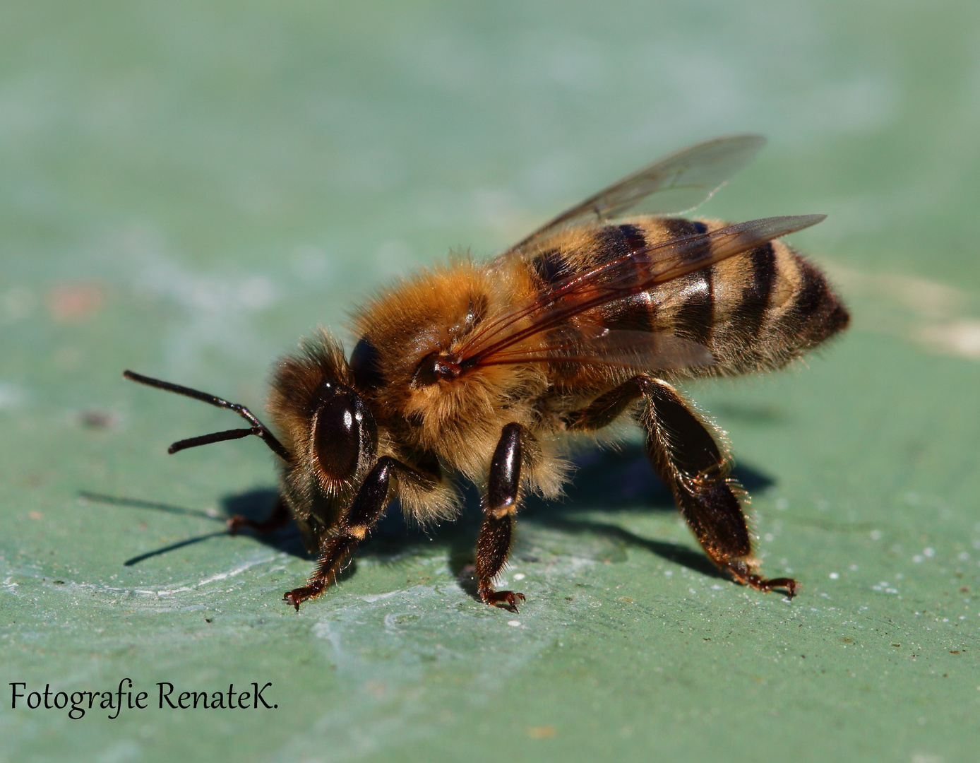 Die asiatische Honigbiene Apis mellifera Foto & Bild deutschland