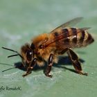 Die asiatische Honigbiene - Apis mellifera