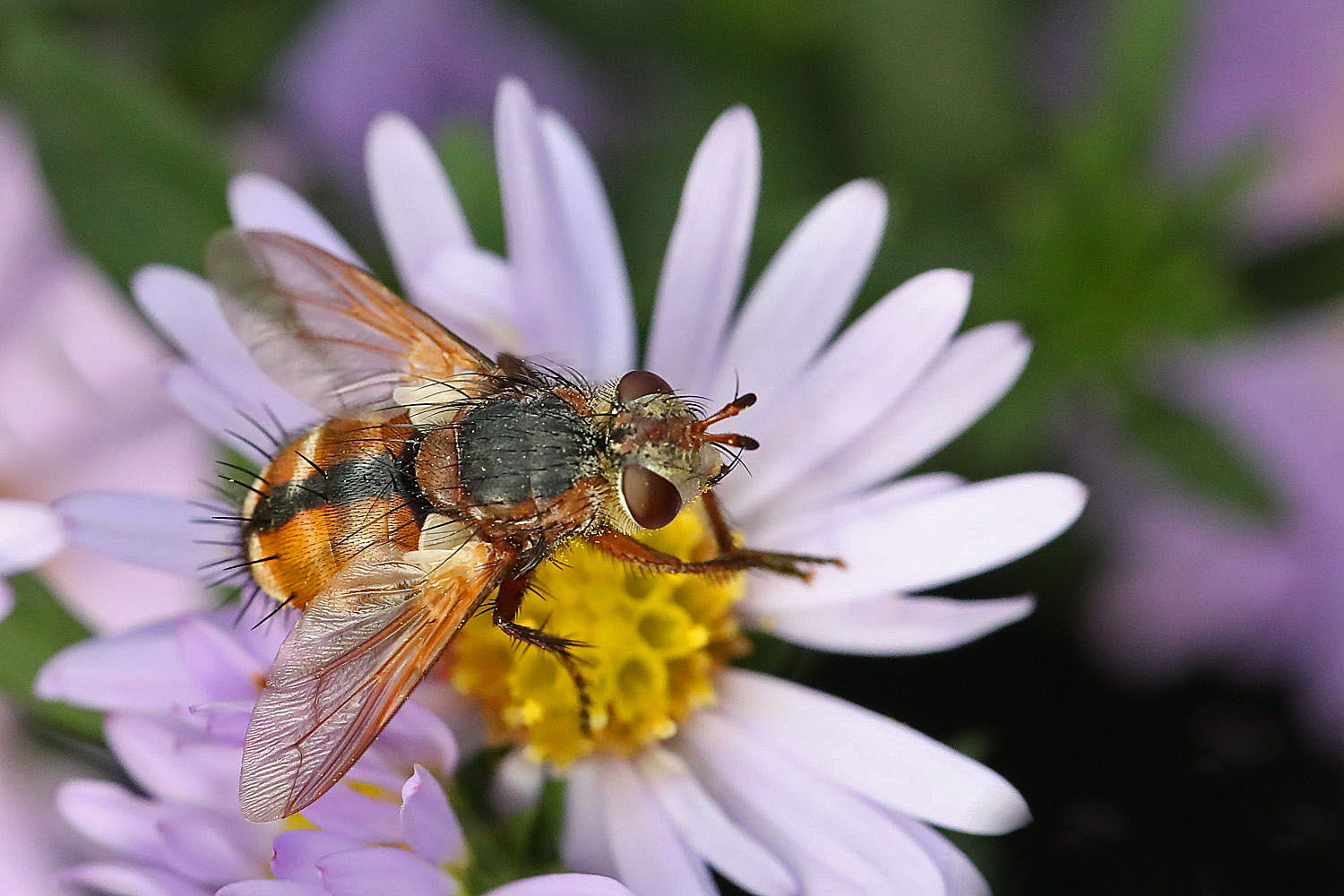 die Aster ist begehrt..........