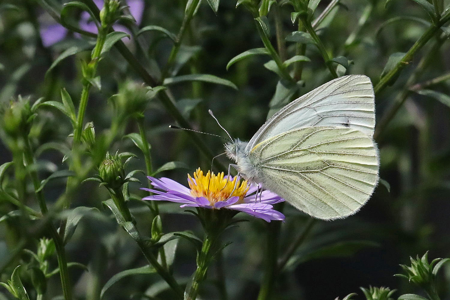 die Aster ist Nummer eins...