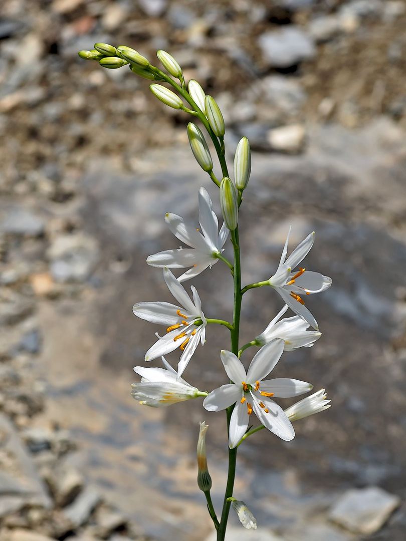 Die Astlose Graslilie (Anthericum liliago) kündigt den Bergfrühling an! - Anthéric à fleurs de lis.