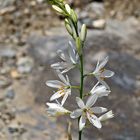 Die Astlose Graslilie (Anthericum liliago) kündigt den Bergfrühling an! - Anthéric à fleurs de lis.