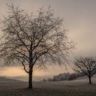 Die Attraktion der Waldwiese