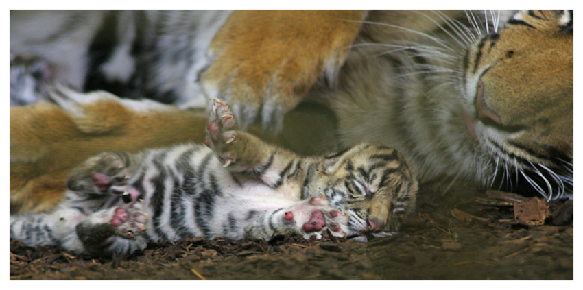 - die Attraktion im Heidelberger Zoo -