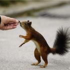 Die Attraktion im Tiergarten Schönbrunn....