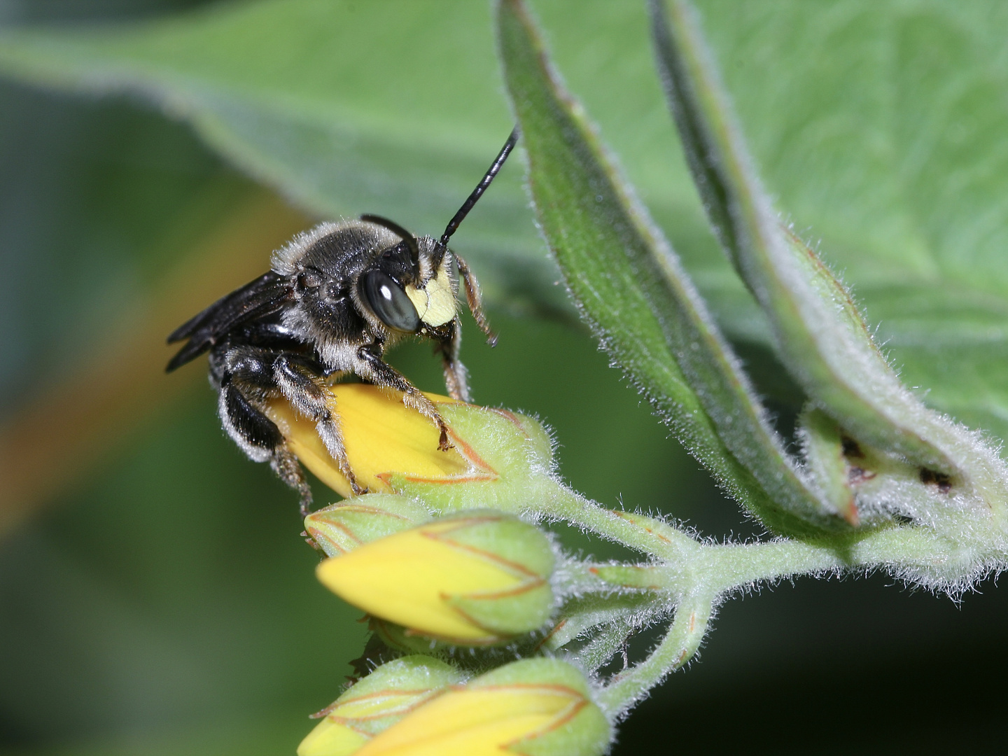 Die Auen- oder Sumpf-Schenkelbiene, Macropis europaea