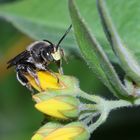 Die Auen- oder Sumpf-Schenkelbiene, Macropis europaea