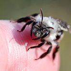 Die Auen- oder Weidensandbiene (Andrena vaga)