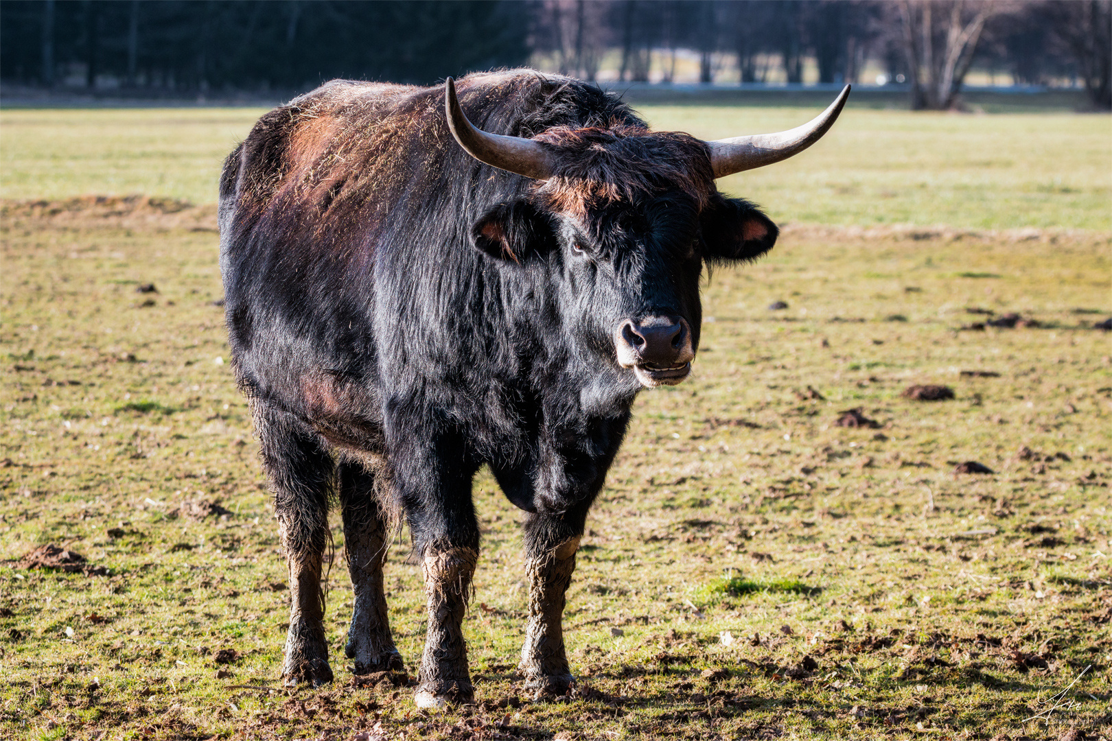 Die Auerochsen in Auerbach