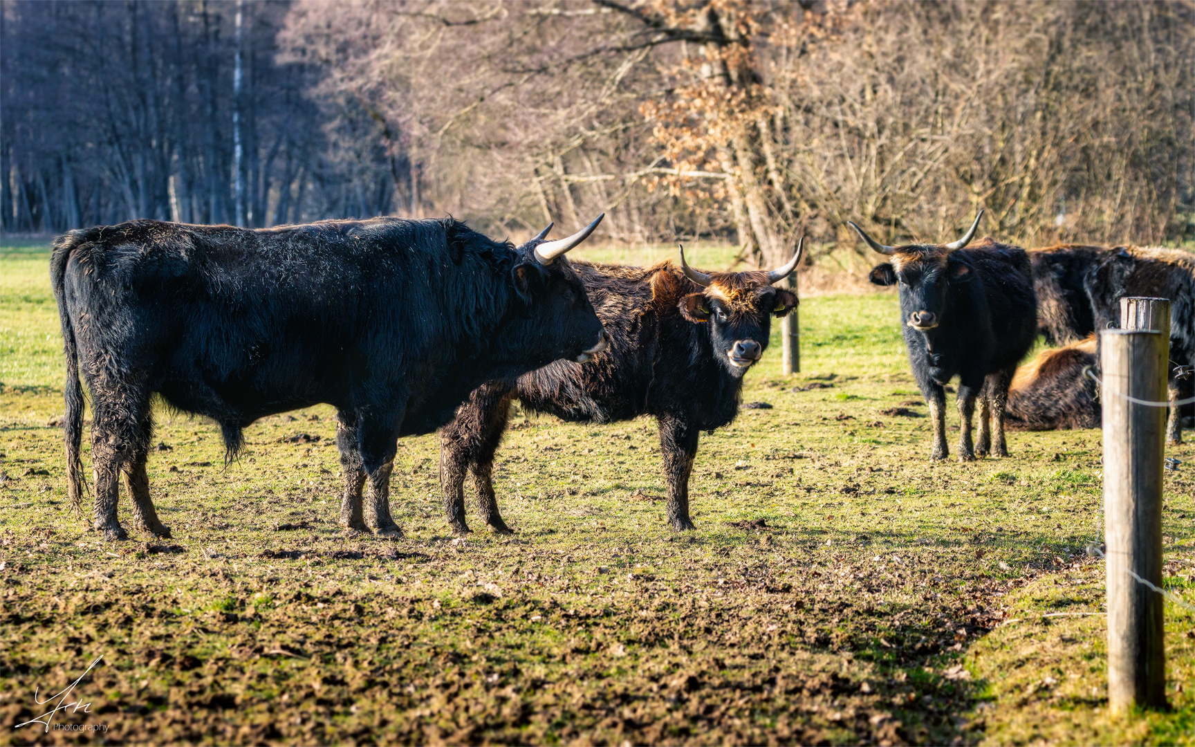 Die Auerochsenherde von Auerbach