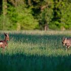 Die Aufforderung das Feld zu verlassen