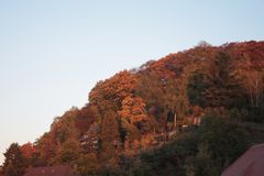 die aufgeghende Sonne färbt die Blätter neu