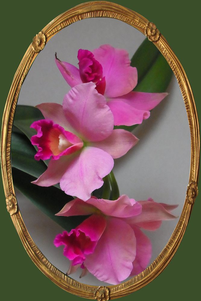 Die "aufgehübschte" Cattleya Orchidee